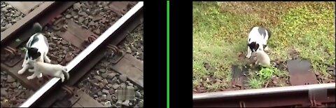 Mommy cat ventures on the train tracks to save the kitten