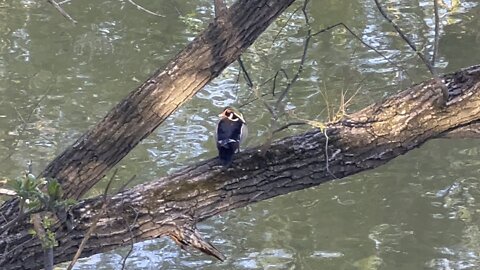 Male wood duck in a tree