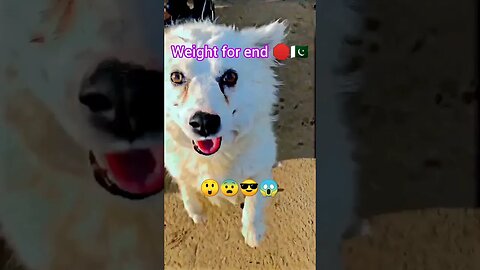 💪Cute white dog in Pakistan🇵🇰 | ua58sb #shorts #dog #animals #ua58sb @bbcearth @animalshome467