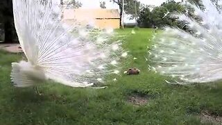 White Peacock's Friend, Mr. Peacock And Friends