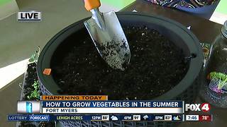 How to grow your own vegetables throughout the Florida summer - 7:30am live report