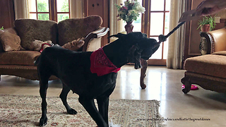 Playful Great Dane and Cats Have Fun with Feathers and Rope Toys