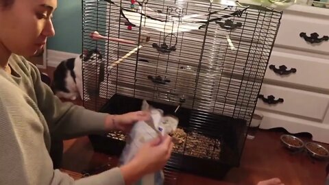 GETTING BABY RATS! rat cage setup, PetSmart haul & bringing home baby rats (vlog)