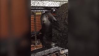Camera Shy Parrot Tells Its Owner To Stop It!