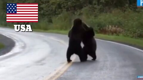 USA vs Russia Bear 🐻