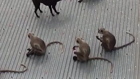 Friendly Stray Dog Tries To Play With Monkey Tribe