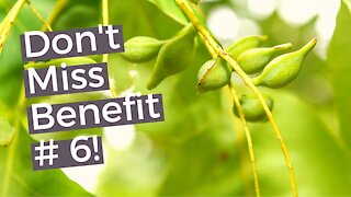 Kakadu Plums (Salty Plums) | 6 Benefits of a Nutritional Powerhouse Fruit