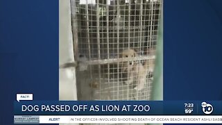 Fact or Fiction: Dog on display as lion at zoo?