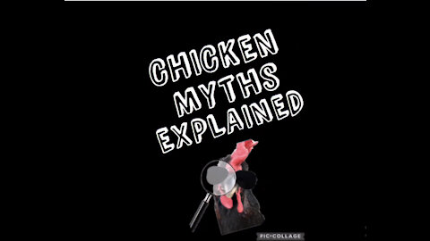 Chicken Myths Explained:Episode 1