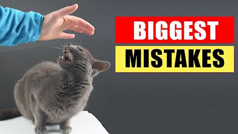20 Mistakes Cat Owners Make