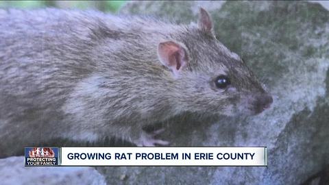 Erie County faces growing rat problem