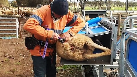 Amazing Sheep Farming Equipment Technology - Modern Automatic Sheep Farm Tool You May Never Seen