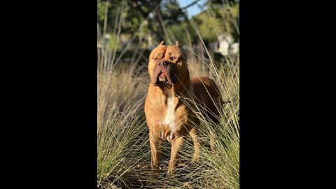 GIANT Pit Bull is hunting/hungry for some “chicken wings” 🦁😋🐓