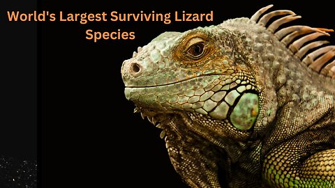 The World's Largest Surviving Lizard Species