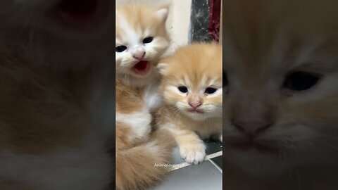 Cute, funny kittens