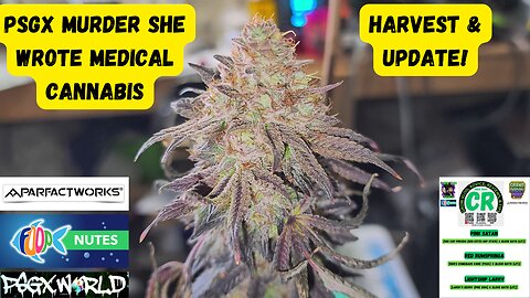 Prairie State Genetix Murder She Wrote Pack Medical Cannabis Plants harvest & update!