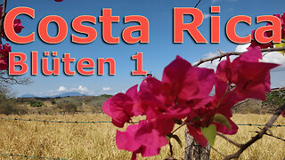 (030) Costa Rica sehenswert | Blüten 1 - AUSWANDERN nach COSTA RICA