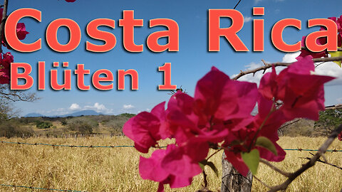 (030) Costa Rica sehenswert | Blüten 1 - AUSWANDERN nach COSTA RICA