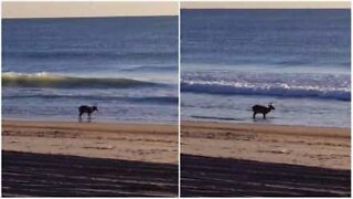Cervo é filmado relaxando na praia