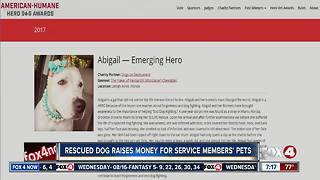 Recovered fighting dog up for national hero dog award