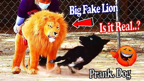 Fake Lion Vs Real Dog Prank and Funny Reaction part - 1