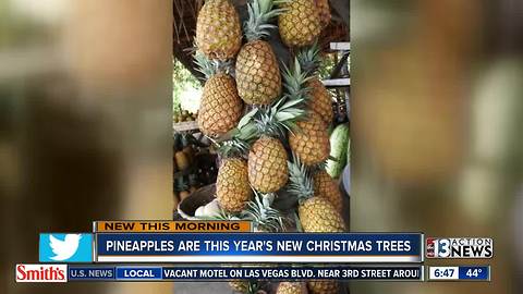 Pineapples being used for Christmas trees