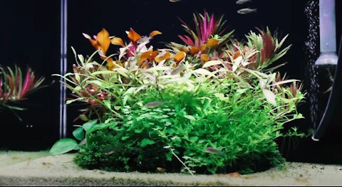 how to 'Planted Tank' like a boss
