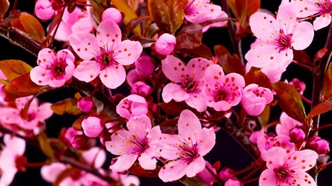 Tranquil Relaxing Cherry Blossom Music I Time Lapse (3 Minutes🌸)