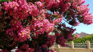 2021-03-13 Crepe Myrtle 2021