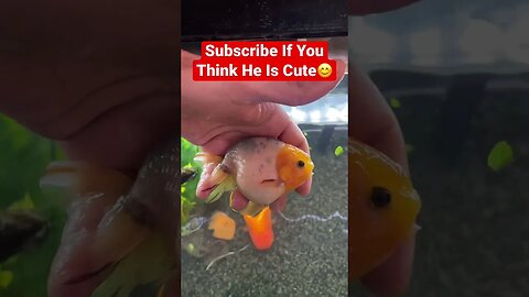 Cutest Fish On The Internet #goldfish #fancygoldfish #fishtank #ranchugoldfish #cutestpet
