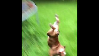 Bulldog awkwardly does front flip off of trampoline