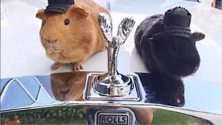 Guinea pigs riding their luxury RC cars