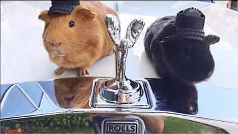 Guinea pigs riding their luxury RC cars