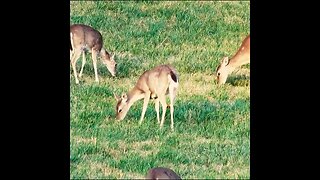 Deer on a hill