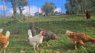 Goats, chickenses and a puppy enjoying the peace.