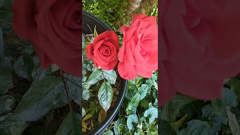 Something hiding behind this rose #nature #rose #flowers #redrose #tworoses #beautiful #floral
