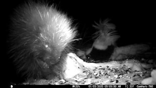 Baby Porcupine and It’s Skunk Buddy