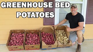 Greenhouse potato harvest and chicken update