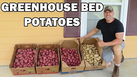 Greenhouse potato harvest and chicken update