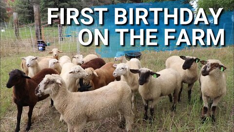 It's Her Birthday!! But She Doesn't Cry If She Wants To. She Gets The Sheep Moved.