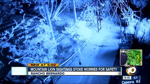 North County mountain lion sightings stoke worries for safety