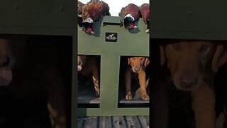 Golden Retrievers & Iowa Roosters #goldenretriever #pheasanthunting