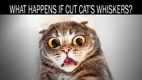 What happens if cut cat's whiskers