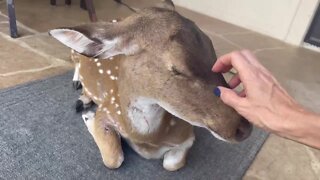 Rescued Deer Thinks She’s A Doggy