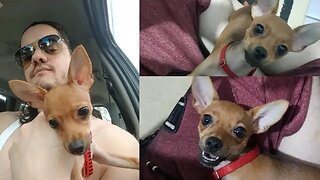 MINHA PINSCHER ZERO - MELHORES MOMENTOS DO ANO - PRA QUEM AMA CACHORROS