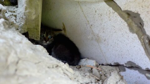 Посмотрите, что мы нашли под этой кучей мусора 2 котенка