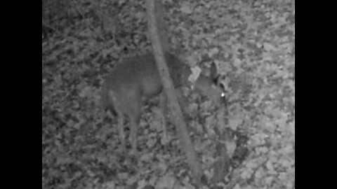 Doe @ 1st cam location