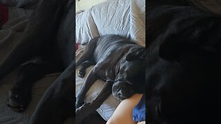 GIANT DOG Sleeps on Her #shorts #funnydogs #funnyanimals