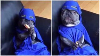 Denne bulldogen kledd som Batman er den beste tingen du vil få se i dag