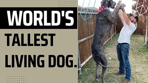 World's tallest living dog, a Great Dane named Zeus#shorts